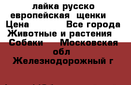 лайка русско-европейская (щенки) › Цена ­ 5 000 - Все города Животные и растения » Собаки   . Московская обл.,Железнодорожный г.